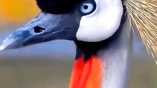 Beautiful birds 11