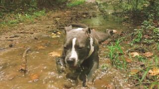 A Dog Getting Wet In The Creek