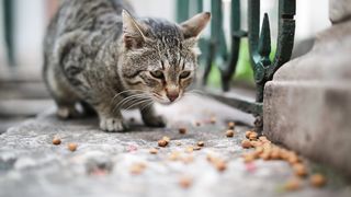Close Up View Of Cat Eating Food