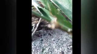 Animal world 3