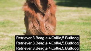 5 Kid Friendly dogs