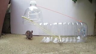 5 Easy Mouse/Rat Trap