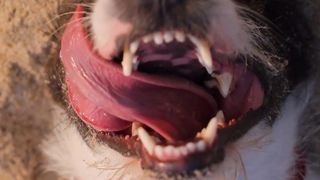 CUTE DOG BREEDS