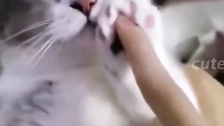 Funny cat videos 2023 4