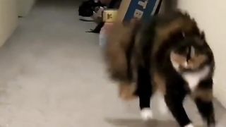Funny cat videos 2023 5
