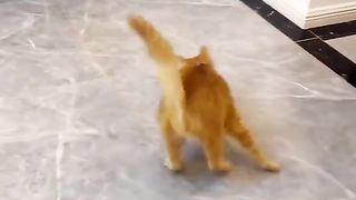 Funniest Cute Cat Video ? Funny Cat Video