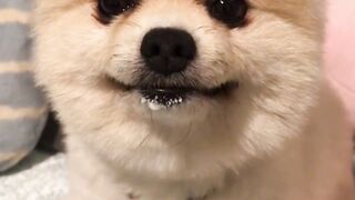 Cute and Fun Dog # Cute Pet # Funny Cute Pet # Dog # Cute Cute Pet # Dog