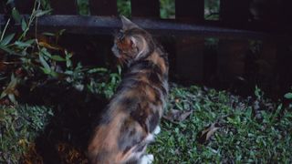 Cat of billi