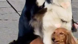 Dog's family photo session@Funtime24
