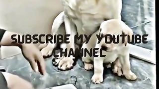 Funny dogs , animal video