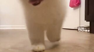 Smiling angel Samoyed