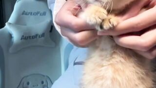 Funny cats 79