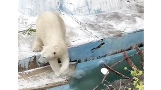 funny behavior of a bear