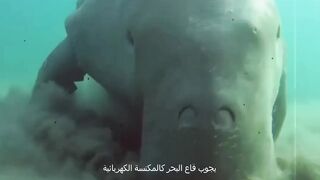 El animal más extraño del planeta.