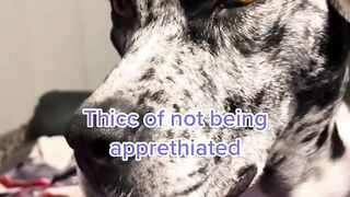 Funny ANIMALS Compilation Video! ????????