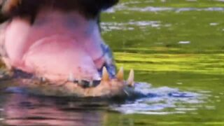 10 Deadliest River Monsters In The World!