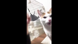 BEST CAT TIKTOKS!! #3