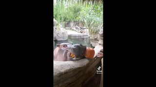 BEST ANIMAL TIKTOKS!! 2022
