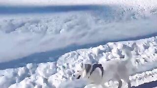 Марширующий пес