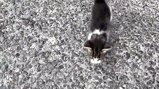 This is the most adorable ambush in the world!