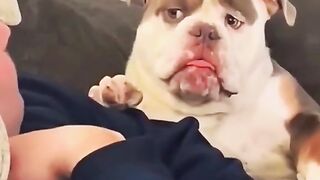 Funny animals videos 2022????-Funniest videos for cats and dogs