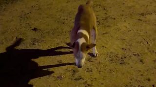 Animal Dog lover sad missing Foot #animal #animallovers