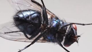Top 10 Animals That Can Live After Death