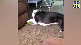 TRY NOT TO LAUGH WATCHING FUNNY DOG VIDEOS - 20