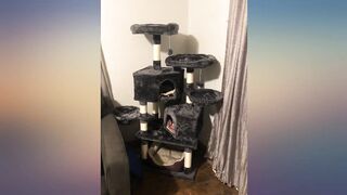 MELLCOM Cat Tree Cat Tower for Indoor Cats Clearance, 57" Multi-Level Cat Condo review
