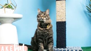Best Cat Scratching Post - Top Cat Tree Reviews