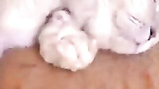 Cat and Hamster