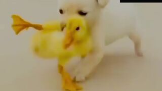 Funny animal video #funny #animalfunny #funnyanimals #animalworld #animals2023