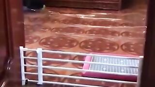 The Absolute Best Video ???? to see Today - Funny Cats and Dogs