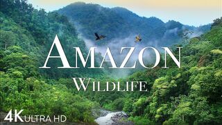 Amazon wild life in 4k