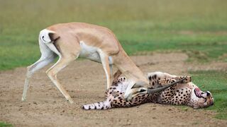 WORLD’S FASTEST ANIMALS FAIL! Grant’s Gazzele Take Down Cheetah With Horns, Lion Hunt Imapala Fail