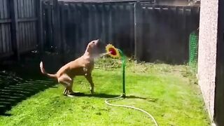 The Most Popular Funny pet's compilation