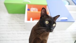 The 7 Best Things About A Few Of Your Feline’s Favorite Things