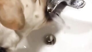 Cute Dogs ????Funny Fail ops Moments Viral Clips