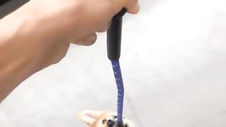 Dogs are the secret of happiness