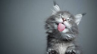 Funny animals videos 2022????-Funniest videos for cats and dogs