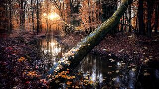 Calm Relaxation Sound