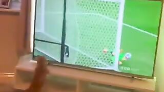 Cat Watching the World Cup Tries to Play Goalie