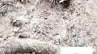 Mr.crab real life