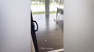 Funny Animal Videos: Pets That Got The Wrong Idea | Pets Island
