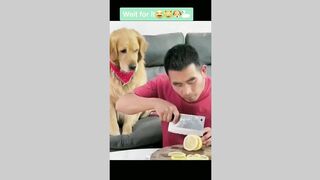 funny animals tiktok