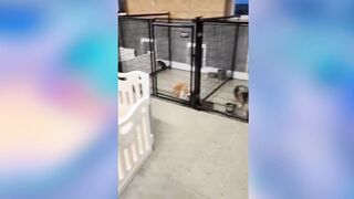 Funny Cute animals Videos cute moment of the animals - #06