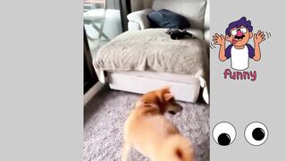 Funny dogs (tiktok)