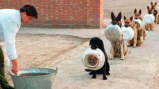 10 Best Trained & Disciplined Dogs in the World