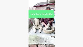 #dogsoftiktok #funnyvideo #foryourpage #funny