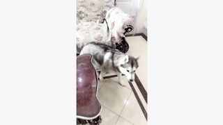 #dogsoftiktok #funnyvideo #foryourpage #funny